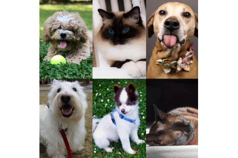 Pet Contest Photos (002)