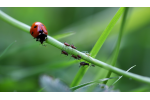 ladybug-gd0312a341_1920