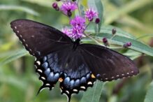 Dani Pierce Spicebush Swallowtail (1) Dani Pierce Spicebush Swallowtail (1)