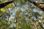 Forest_Bathing copy Forest_Bathing copy