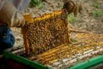 CAL_0830 Behin the Hive August 15 CAL_0830 Behin the Hive August 15