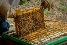 CAL_0830 Behin the Hive August 15