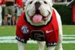 BullDawg BullDawg