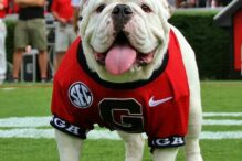 BullDawg BullDawg